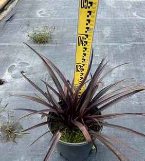 文殊兰从种植到开花需要几年，紫叶文殊兰种子种植时间