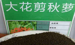 大花剪秋萝种子价格图片，大花剪秋萝图片观花植物