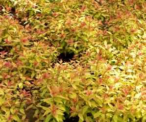 四川金山绣线菊多少钱，哪里有金山绣线菊批发
