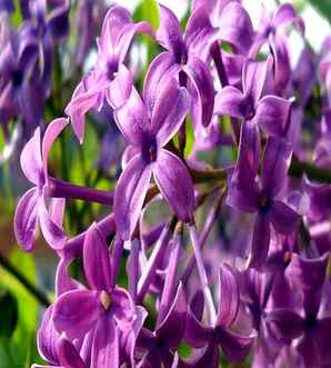 丁香花什么时候开花，丁香花什么时候开花