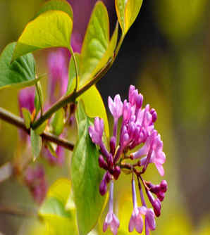丁香花什么时候开花，丁香花什么时候开花