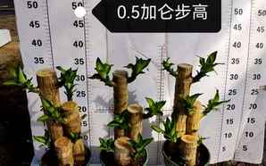 巴西木叶子发黄，巴西木叶子发黄怎么修剪