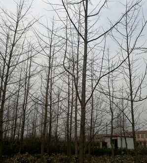 银杏树基地价格咨询，银杏树基地