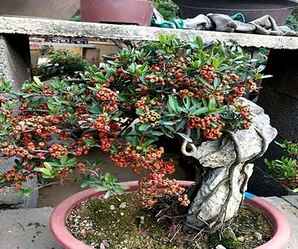 火棘盆景的种植技巧和方法图片，火棘盆景能用田园土种植吗