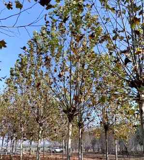 法桐树种植基地，法桐树种植成活率