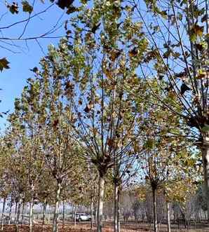 法桐树中国哪里种的多，法桐树哪里最多