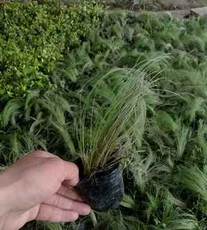细叶芒草价格，承德细叶芒草怎么种植图片
