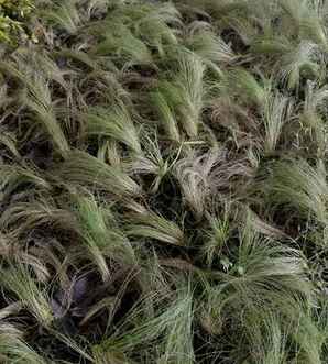 细叶芒草价格，承德细叶芒草怎么种植图片