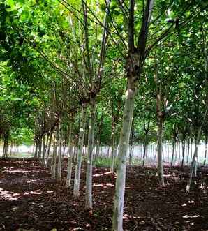法桐树中国哪里种的多，法桐树哪里最多
