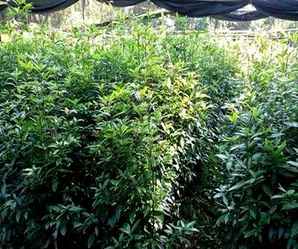 金丝楠木种植方法和技术，金丝楠木种植