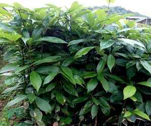 金丝楠木种植方法和技术，金丝楠木种植