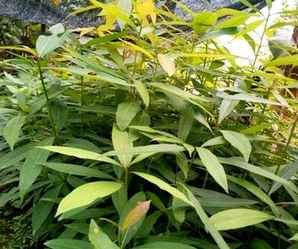 金丝楠木种植方法和技术，金丝楠木种植
