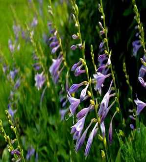 紫玉簪是宿根花卉吗，玉簪是耐寒性花卉吗