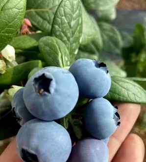 蓝莓种子催芽方法知乎，蓝莓催芽温度多少