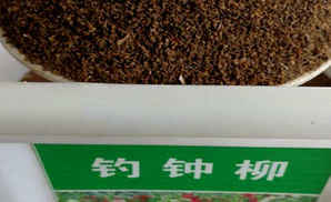 钓钟柳种子多少钱