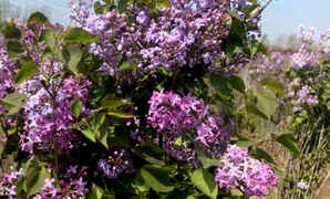 丛生丁香花的养殖方法，丛生丁香花期在几月份