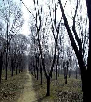 板栗树的养植方法，板栗树的种植方法图解