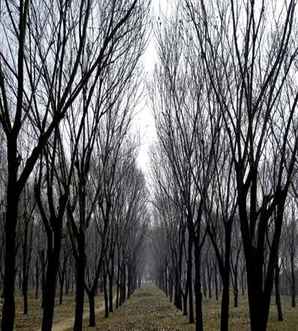 河南板栗树种苗基地，板栗树基地