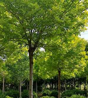 金叶白蜡种植时间，金叶白蜡种子种植方法