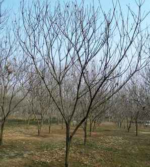 板栗树产地哪里好，板栗树的基地