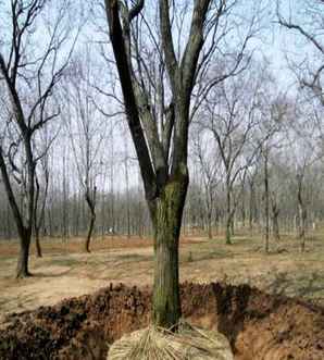 河南板栗树种苗基地，板栗树基地