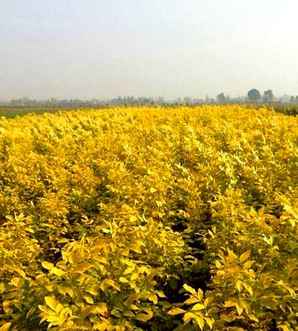 金叶白蜡种植时间，金叶白蜡种子种植方法
