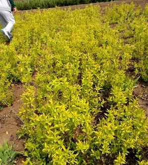 金叶锦带种植时间，金叶锦带的小苗种植方法