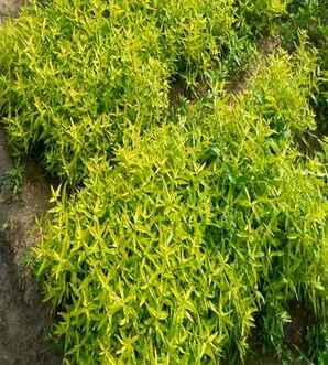 青州工程用金叶莸种植基地，金叶莸种植时间