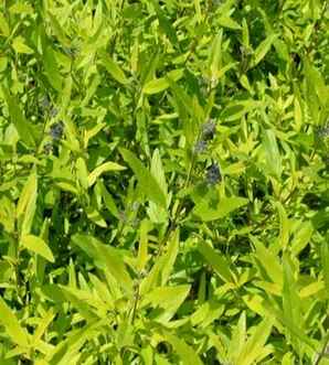 青州工程用金叶莸种植基地，金叶莸种植时间