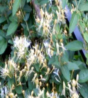 金银花种植时间，阳台金银花种植