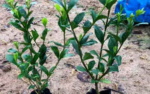 栀子花大棵售价，栀子花一株价格