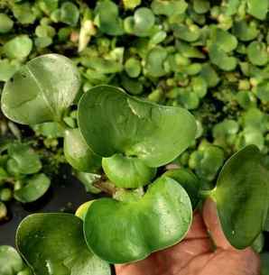 水葫芦照片，水葫芦视频