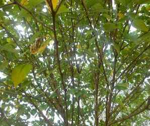 野生构树小苗种植技术，构树小苗基地在什么地方