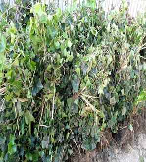 常青藤植物小苗产地在哪里，常青藤植物批发价格