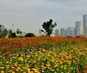 辽宁百日草种植基地，百日草基地
