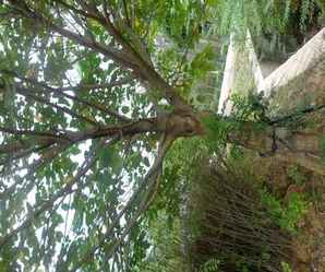 野生构树小苗种植技术，构树小苗基地在什么地方