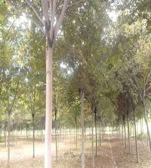 榉树基地在哪里？，榉树最好的苗圃基地