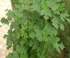 野生构树小苗种植技术，构树小苗基地在什么地方