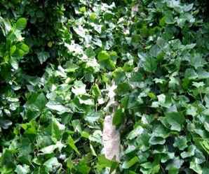 常青藤种植基地，常青藤植物种子基地在哪里