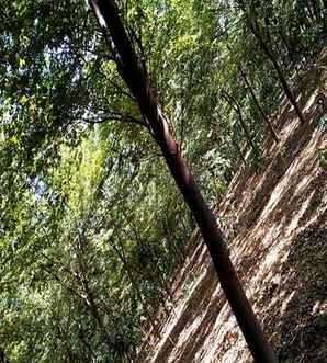 榉树基地在哪里？，榉树最好的苗圃基地