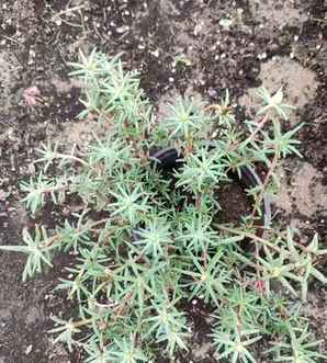 太阳花植物图片大全，太阳花是植物吗