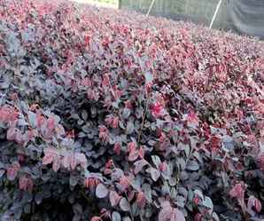 红花继木什么时候开花，红花檵木不开花怎么办
