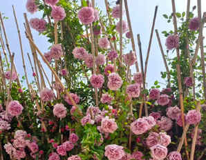 藤本月季花的经典品种，藤本月季花瓣多的品种