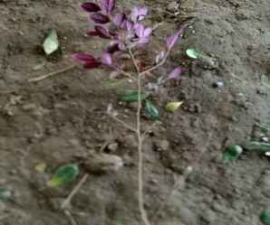 红花继木什么时候开花，红花檵木不开花怎么办