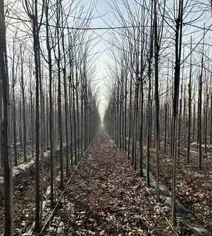 光叶榉树基地在哪里，榉树一般种植在什么小区