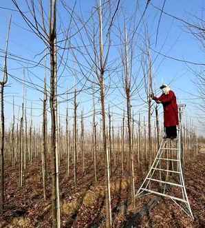 光叶榉树基地在哪里，榉树一般种植在什么小区