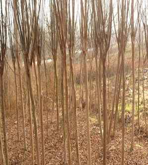 百日红相关资料，百日红是紫薇么