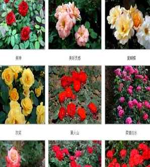 丰花月季怎么样繁殖，微光月季丰花勤花吗
