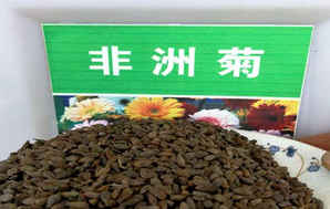 非洲菊种子多少钱一棵