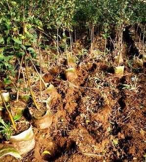 东北鸡心果树苗种植基地，鸡心果树苗哪里有卖的